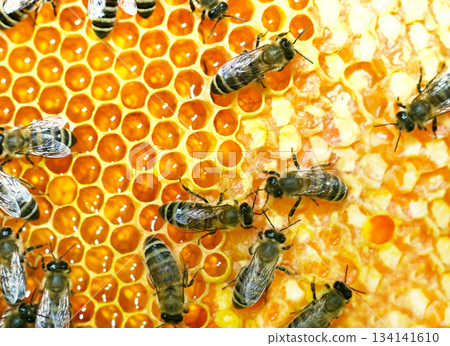 Bee honeycombs with honey Bee honeycombs with honey 134141610
