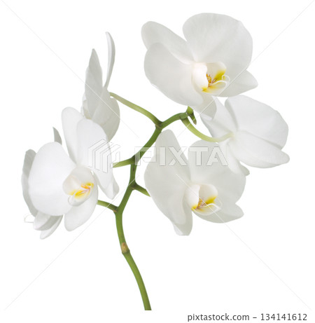 Orchids on white background 134141612