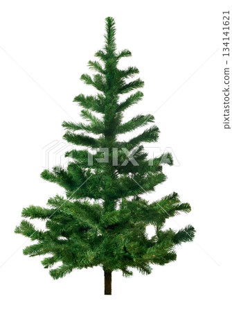 pine tree pine tree 134141621