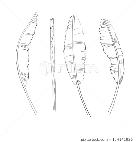 A set of banana leaf silhouettes. Isolated pencil illustrations in a realistic style for wallpaper, eco-projects, nature reserve websites, and restaurant and hotel interior design. A set of banana leaf silhouettes. Isolated pencil illustrations in a realistic style for wallpaper, eco-projects, nature reserve websites, and restaurant and hotel interior design. 134141926