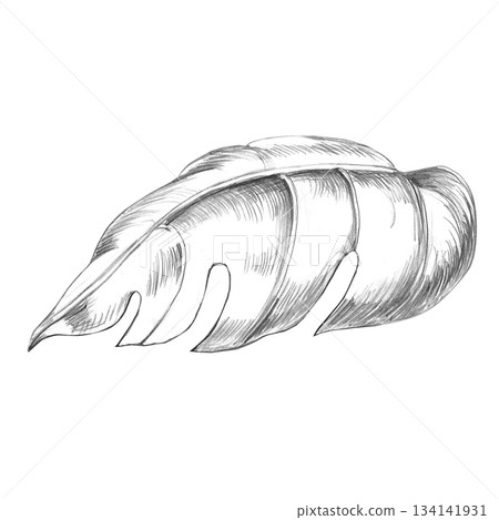 Tropical monstera leaf, side view. Isolated pencil illustration of the plant for wallpaper, eco-projects, nature reserve websites, and restaurant and hotel interior design. Tropical monstera leaf, side view. Isolated pencil illustration of the plant for wallpaper, eco-projects, nature reserve websites, and restaurant and hotel interior design. 134141931
