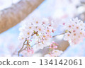 Refreshing cherry blossoms close-up Refreshing cherry blossoms close-up 134142061