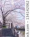 Cherry blossom trees in full bloom along the Shinkawa River in Tsuchiura City Cherry blossom trees in full bloom along the Shinkawa River in Tsuchiura City 134142062