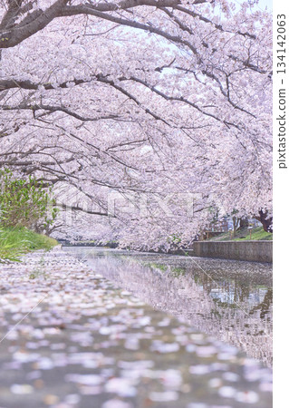 櫻花盛開，倒映在水中。 134142063