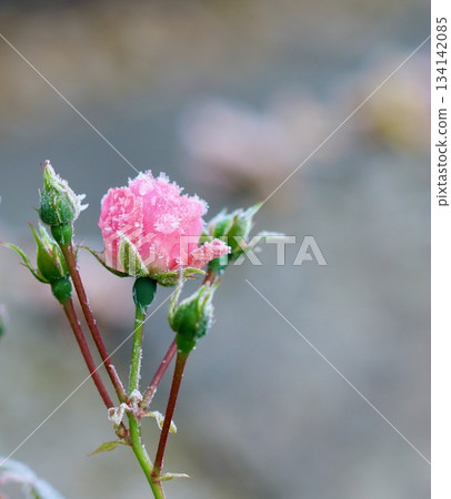 Pink rose bud covered in sparkling hoarfrost in a winter garden, symbolizing resilience, beauty, and cold season Pink rose bud covered in sparkling hoarfrost in a winter garden, symbolizing resilience, beauty, and cold season 134142085
