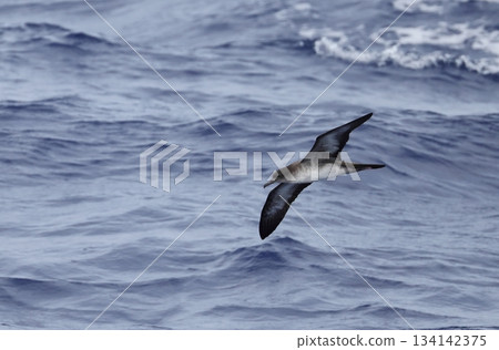 Wedge-tailed Shearwater flying over the sea Wedge-tailed Shearwater flying over the sea 134142375