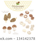 Vector set of mushrooms from around the world <Morill, mushroom, porcini> 134142378
