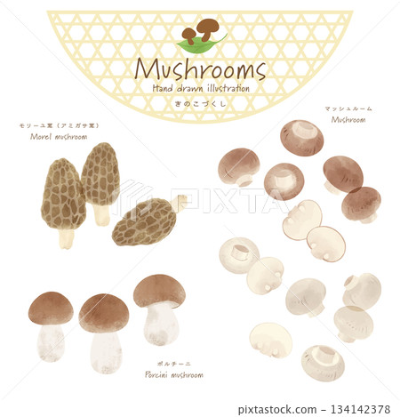 來自世界各地的蘑菇向量圖集 <羊肚菌、蘑菇、牛肝菌> 來自世界各地的蘑菇向量圖集 <羊肚菌、蘑菇、牛肝菌> 134142378