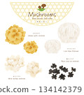 Mushroom vector set (Tamogitake, Yamabushitake, White Maitake, Black Wood Ear) 134142379