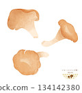 Mushrooms of the World <Watercolor illustration of Girolle and Chanterelle mushrooms> 134142380