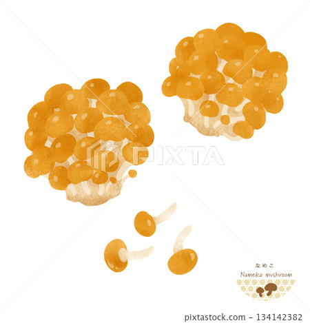 Nameko watercolor illustration 134142382