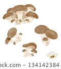 Oyster mushroom watercolor illustration 134142384