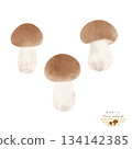 Mushrooms of the World <Watercolor illustration of porcini mushroom> 134142385