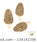 Mushrooms of the World <Watercolor illustrations of morels and morels> 134142386