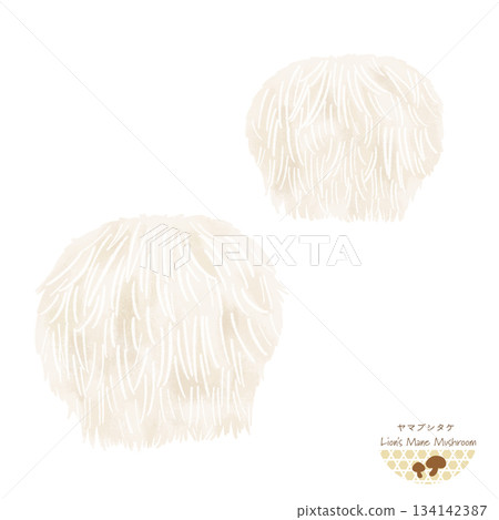 山伏茸水彩插圖 山伏茸水彩插圖 134142387