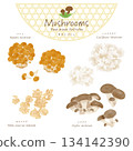 Mushroom vector set (Nameko, Hanabiratake, White wood ear, Oyster mushroom) 134142390