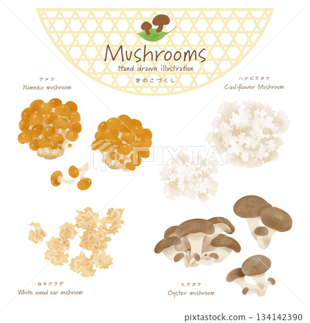 Mushroom vector set (Nameko, Hanabiratake, White wood ear, Oyster mushroom) 134142390