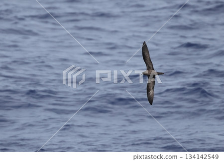 A buzzard flying over the sea A buzzard flying over the sea 134142549