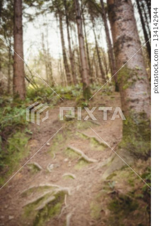 Tranquil scene of woodland Tranquil scene of woodland 134142944