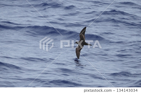 A buzzard flying over the sea A buzzard flying over the sea 134143034