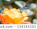 A hoverfly flying over a rose flower 134143101