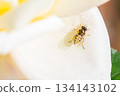 Hoverfly on a white rose petal 134143102