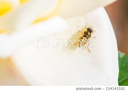 Hoverfly on a white rose petal 134143102