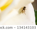 A hoverfly resting on a white rose petal 134143103