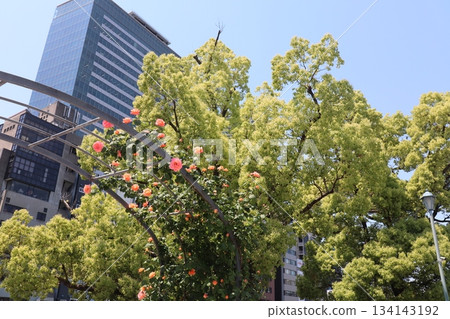 繁花似錦的拱門和摩天大樓營造出充滿活力的都市氛圍 繁花似錦的拱門和摩天大樓營造出充滿活力的都市氛圍 134143192