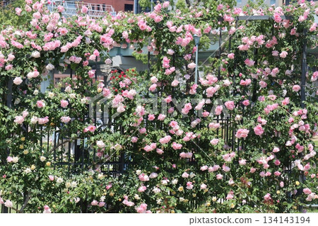 籬笆上盛開的粉紅色和白色玫瑰為城市增添了色彩。 134143194