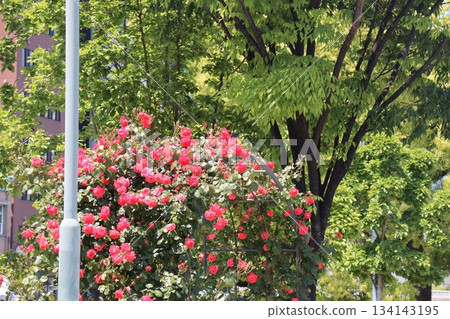 城市中令人放鬆的場所，點綴著紅玫瑰，綠意盎然。 134143195