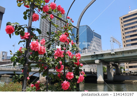 A landscape with pink roses blooming on the riverside and a bridge under a blue sky 134143197