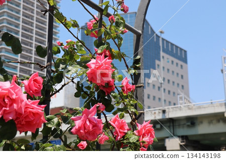 Bright pink roses blooming against the backdrop of blue skies and buildings, an urban oasis Bright pink roses blooming against the backdrop of blue skies and buildings, an urban oasis 134143198