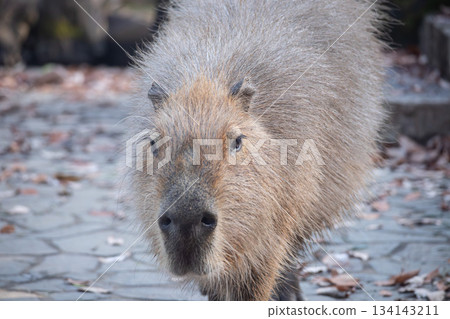 水豚（動物園） 134143211