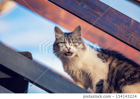 A cat stands on a wooden staircase in a country house 134143224