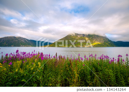View of the fjord. Rocky sea shore, blue cloudy sky, and blossoming pink flowers. Beautiful nature of Norway View of the fjord. Rocky sea shore, blue cloudy sky, and blossoming pink flowers. Beautiful nature of Norway 134143264