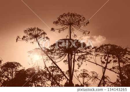 Rural landscape. Autumn field at sunset Rural landscape. Autumn field at sunset 134143265