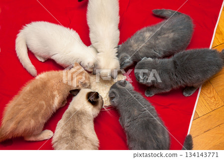 Seven kittens are eating from a plate on a red background. Top view Seven kittens are eating from a plate on a red background. Top view 134143771