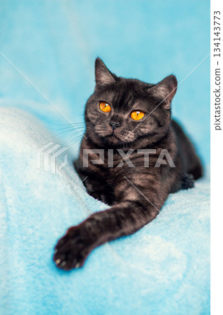 Cute chocolate cat with orange eyes resting on a blue blanket. Vertical banner Cute chocolate cat with orange eyes resting on a blue blanket. Vertical banner 134143773