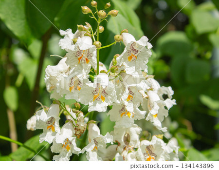 Branch with white Flowers and Green leaves of Catalpa bignonioides plant commonly known as Southern Catalpa, cigar tree or Indian bean tree in a sunny summer day background. Branch with white Flowers and Green leaves of Catalpa bignonioides plant commonly known as Southern Catalpa, cigar tree or Indian bean tree in a sunny summer day background. 134143896