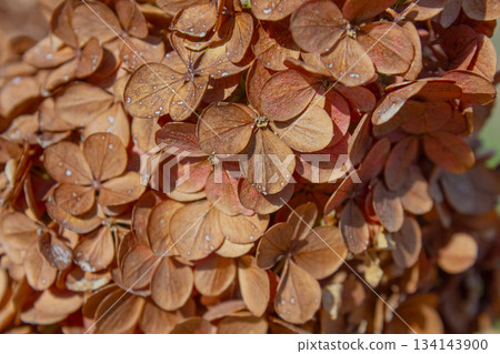 Close-up Dried Hydrangea flowers background. Natural background. Close-up Dried Hydrangea flowers background. Natural background. 134143900