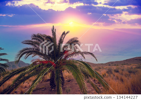 Palm tree in the mountain desert 134144227