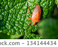 A red stink bug resting on a leaf and hiding 134144434
