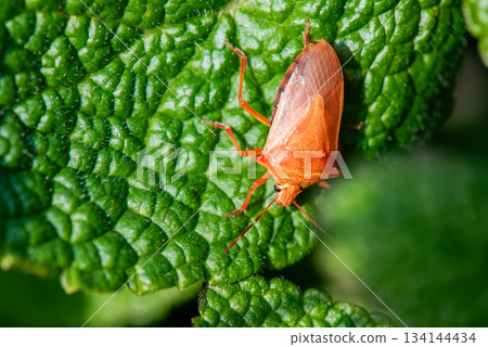 一隻紅色的臭蟲停在葉子上，躲藏起來。 134144434