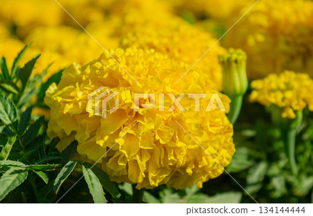 Close-up Yellow marigold Tagetes erecta flowers. Mexican, Aztec or African marigold. Yellow Marigold Flower Texture. Close-up Yellow marigold Tagetes erecta flowers. Mexican, Aztec or African marigold. Yellow Marigold Flower Texture. 134144444