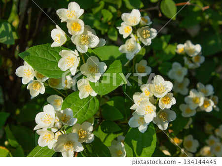Beautiful White Blooming Mock-orange flowers of Celinda Philadelphus coronarius in the garden. 134144445