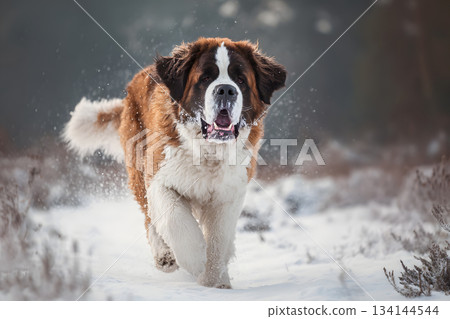 A powerful winter moment: a Saint Bernard running powerfully through the snow 134144544