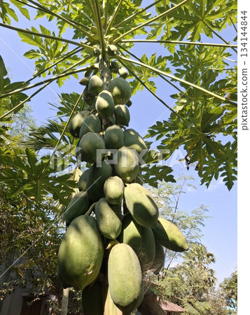 A close-up view of a papaya tree laden with numerous green, unripe papayas hanging from its branches under a clear blue sky 134144844