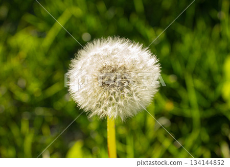 White Dandelion flower close up on blurred background. Fluffy dandelion head. White dandelion flower. 134144852