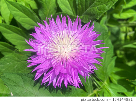 Vibrant Pink Persian Cornflower in Full Bloom. Pink flower of Persian knapweed (Psephellus dealbatus, Centaurea dealbata) in summer garden. Vibrant Pink Persian Cornflower in Full Bloom. Pink flower of Persian knapweed (Psephellus dealbatus, Centaurea dealbata) in summer garden. 134144881